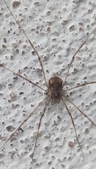 Dasylobus graniferus
