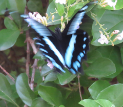 Papilio nireus