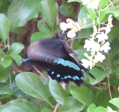 Papilio nireus
