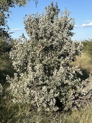 Brachylaena transvaalensis