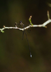 Ecchlorolestes nylephtha