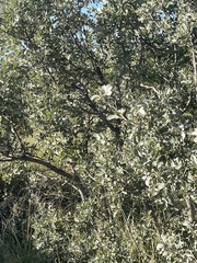 Brachylaena transvaalensis