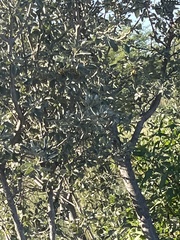 Brachylaena transvaalensis