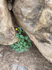 Oxalis californica