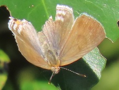 Hypolycaena philippus philippus