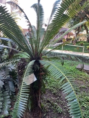 Zamia inermis