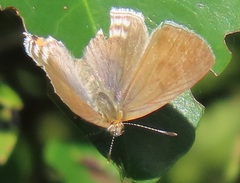 Hypolycaena philippus philippus