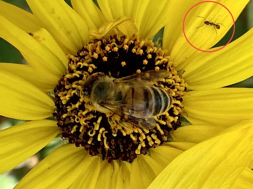 iNaturalist observation photo of Argentine Ant