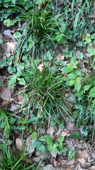 Carex digitata