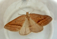 Petrophora chlorosata