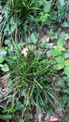 Carex digitata