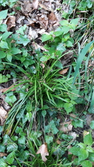 Carex digitata