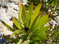 Leucadendron microcephalum