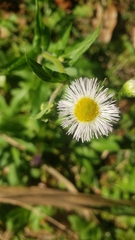 Erigeron quercifolius