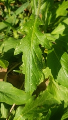 Erigeron quercifolius