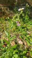Erigeron quercifolius