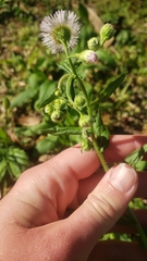 Erigeron quercifolius