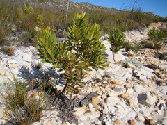 Leucadendron microcephalum