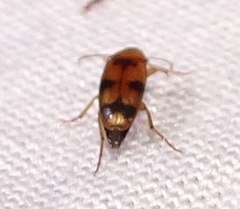 Diclidia