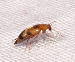 Diclidia