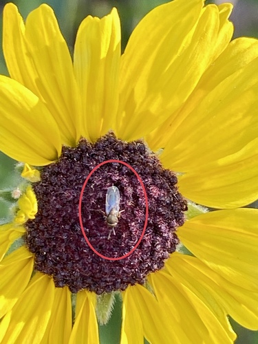 iNaturalist observation photo of Chalcidoid Wasps
