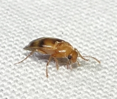Diclidia