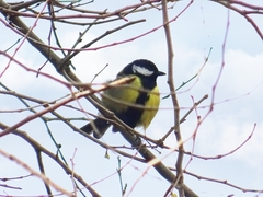 Parus major corsus