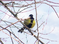 Parus major corsus