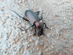 Carabus morbillosus