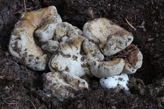 Boletus subalpinus