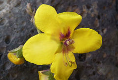 Verbascum cystolithicum