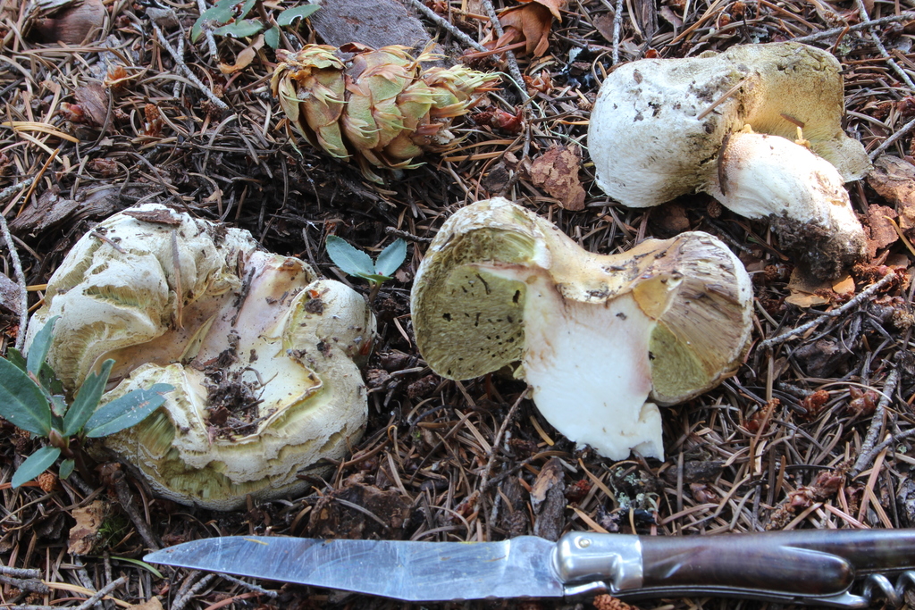 Boletus subalpinus