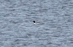 Mergus merganser