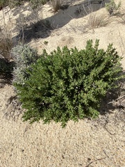 Thymus camphoratus