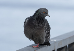 Columba livia domestica