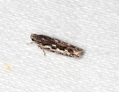 Ardozyga amblopis