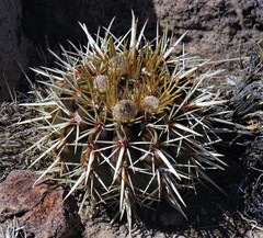 Notocactus (Notocactus)