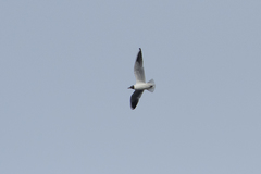 Chroicocephalus ridibundus