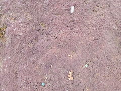 Thymus pseudolanuginosus