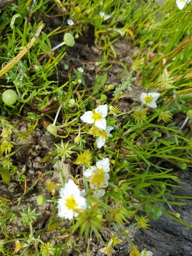 California damsonium (Damasonium californicum)