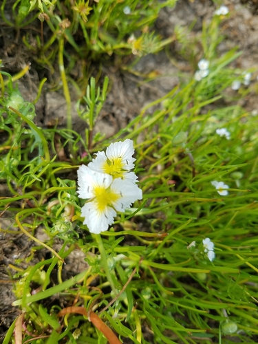Image of Damasonium californicum by (c) D Defreese, some rights reserved (CC BY)