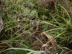 Radinosiphon leptostachya