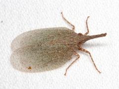 Rentinus dilatatus