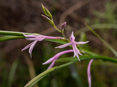 Radinosiphon leptostachya