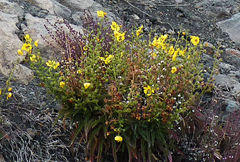 Verbascum cystolithicum