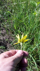 Tragopogon orientalis