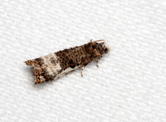 Phricanthes asperana