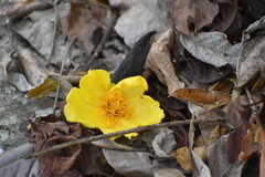 Cochlospermum vitifolium