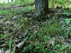 Trifolium carolinianum