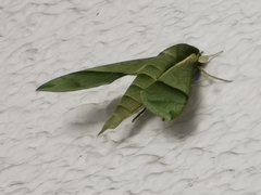 Xylophanes tyndarus